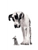 great dane